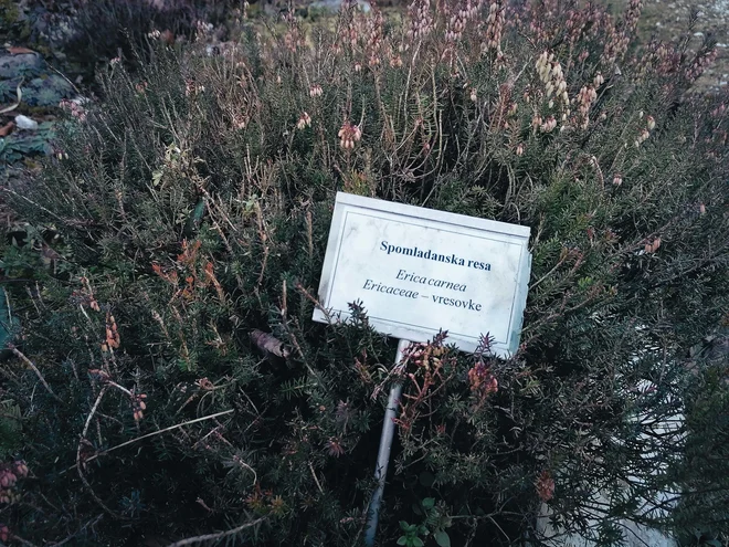 »Scopoli počasi, vsaj v strokovni javnosti, dobiva tisto podobo, ki si jo zasluži. So pa za vsako tako stvar potrebne vsaj tri generacije,« meni upokojena učiteljica. FOTO: Anja Intihar