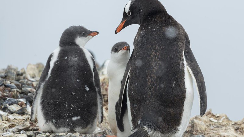 Fotografija: Znanstveniki na Greenpeaceovi odpravi na Antarktiki so pri številnih kolonijah pingvinov opazili drastično zmanjševanje. FOTO: Christian Aslund/Greenpeace