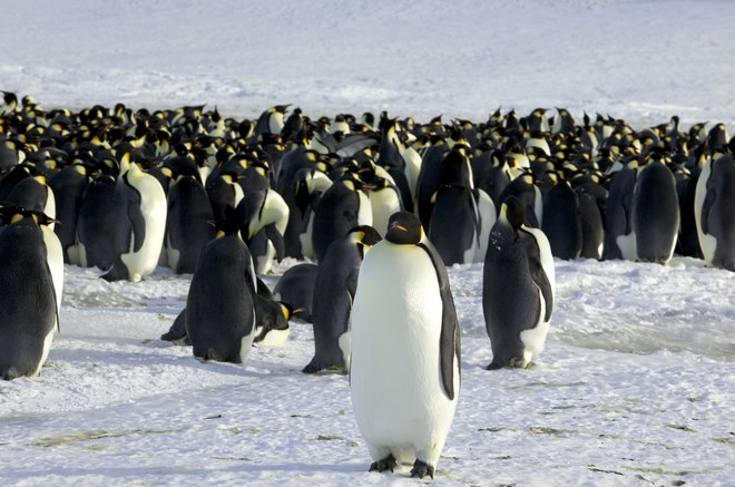 Takšna izrazita upadanja kažejo na to, da se je ekosistem Južnega oceana v zadnjih 50 letih temeljito spremenil in da posledice tega pretresajo prehranjevalno mrežo živalskim vrstam, kot so dolgorepi pingvini. FOTO: Stringer/Reuters