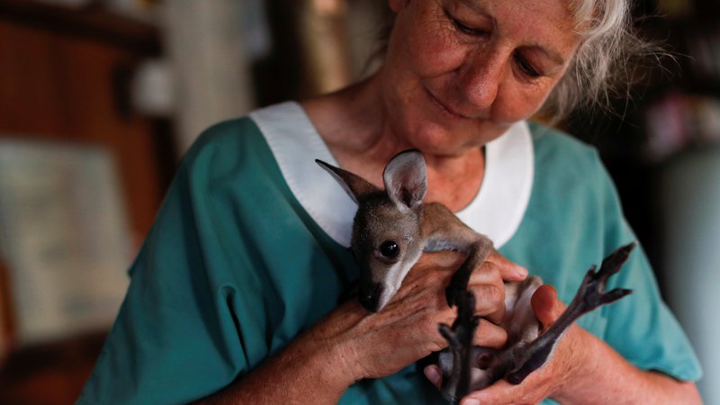 Fotografija: Reševanje malega kenguruja. FOTO: Jorge Silva/ Reuters