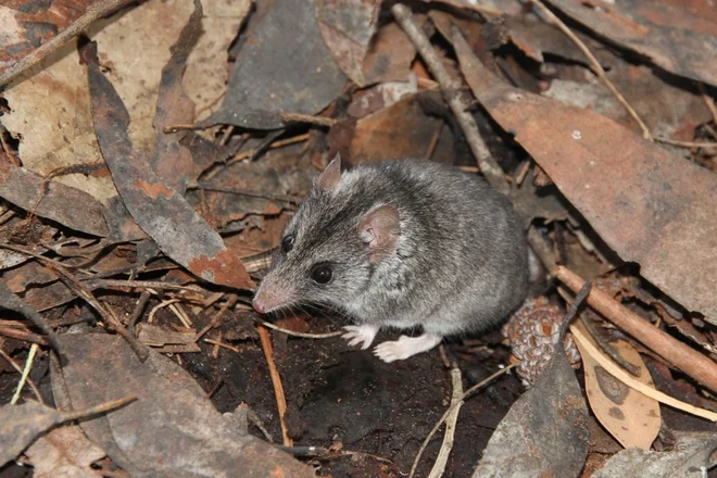 Kangaroo Island dunnart, vrsta vrečarja, ki živi samo na Kengurujskih otokih v Avstraliji, je med 113 vrstami, ki potrebujejo pomoč po požarih. FOTO: Facebook