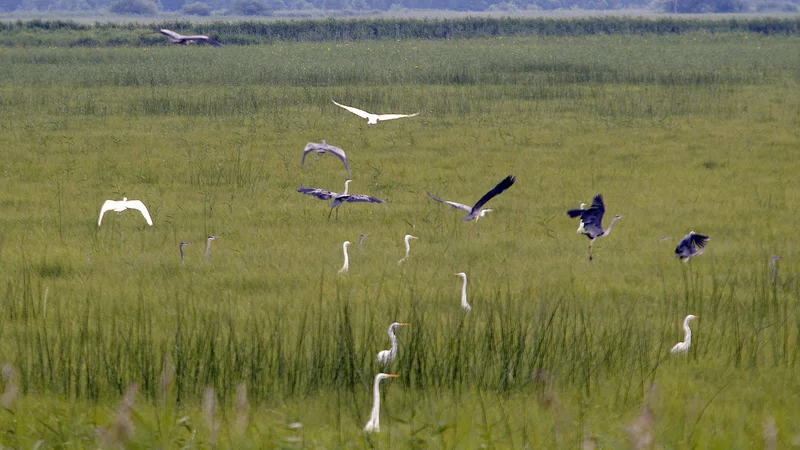 Fotografija: Prigode iz narave dajejo občutek stalnice v svetu, ki je vse bolj kaotičen, evolucijske prilagoditve kognitivnega aparata hitrim spremembam ne zmorejo slediti. FOTO: Mavric Pivk