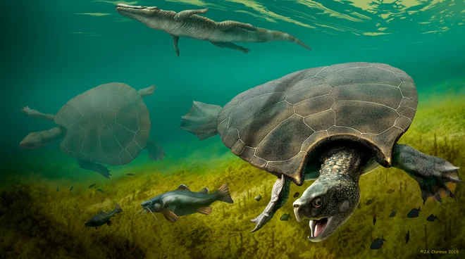 Na ilustraciji je prikazana ogromna izumrla sladkovodna želva <em>Stupendemys geographicus</em>, ki je v dobi miocena živela v jezerih in rekah na severnem območju današnje Južne Amerike. FOTO: J.a. Chirinos/Reuters