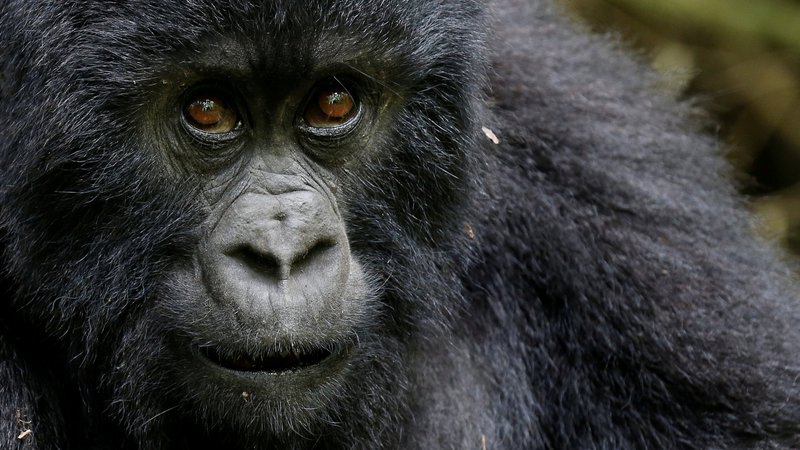 Fotografija: Ogrožena gorska gorila v Ruandi. FOTO: REUTERS/Thomas Mukoya