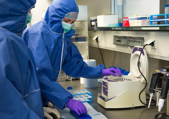 Raziskovalci predvidevajo, da so bili jamski medvedi verjetno videti kot zelo veliki in okorni rjavi medvedi, ki so se prehranjevali pretežno z rastlinsko hrano. FOTO: Biotehniška Fakulteta
