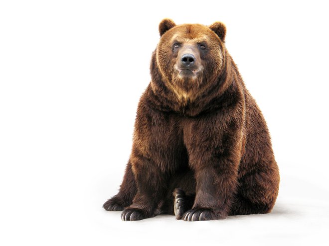 »Slovenska« medvedka ima povprečno po dva mladiča, skoti vsako drugo leto. FOTO: Shutterstock