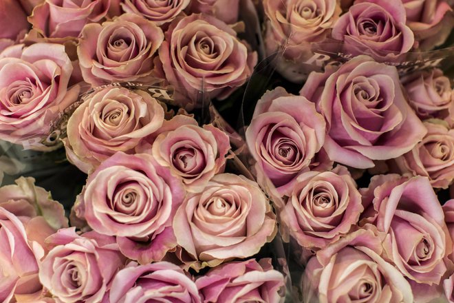 Vrtnice k nam prihajajo tudi iz Kenije in Ekvadorja, ki spadata med štiri največje izvoznike rezanega cvetja. FOTO: Voranc Vogel