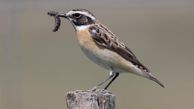 Fotografija: Število repaljščic, ene od vrst ptic kmetijske krajine, se je v obdobju 2008–2018 zmanjšalo za 70 odstotkov. FOTO: Alen Ploj