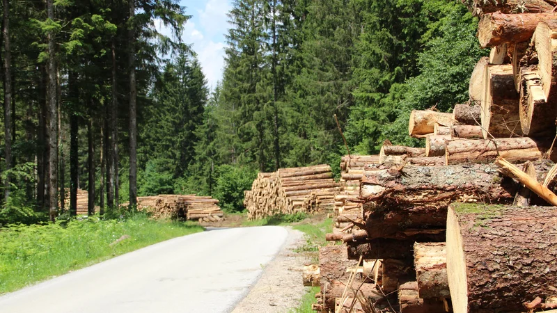 Fotografija: Zaradi naravnih ujm takšni prizori na številnih koncih Slovenije niso redkost. Foto Simona Fajfar