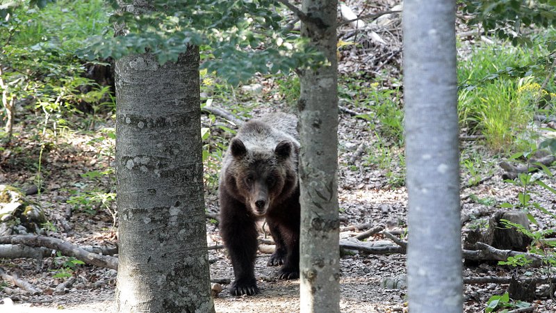 Fotografija: Odstrela medvedov ni mogoče argumentirati z družbeno sprejemljivostjo, je odločilo upravno sodišče. FOTO: Ljubo Vukelič/Delo
