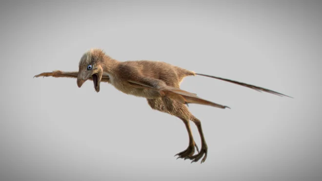 Malo leteče bitje je bilo verjetno vsejedo. FOTO: Min Wang/Institute of Vertebrate Paleontology and Paleoanthropology/Chinese Academy of Sciences/Reuters