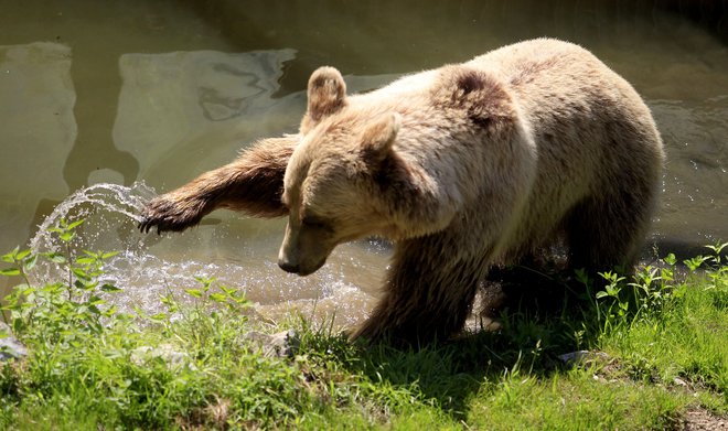 Potem ko je bilo jasno, da letos ne bo odstrela volka, so naravovarstveniki podobno dosegli za populacojo medvedov. FOTO: Roman Šipić/Delo