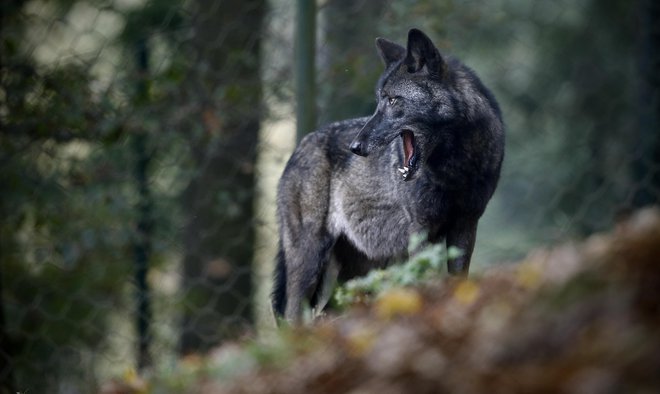 Poleg problemov z medvedi in volkovi kmetje opozarjajo tudi na hitro rast populacije šakalov. FOTO: Blaž Samec/Delo