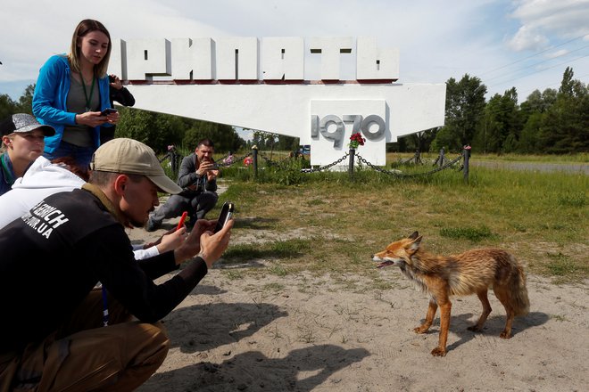Turiste včasih pride povohat tudi lisica. FOTO: Reuters