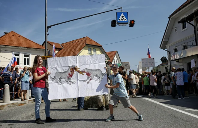 Ljudi je strah, pogosto slišim. Strah, da jim bodo volkovi poklali vse ovce in zatem šli še nad njihove otroke, ko bodo prvega septembra odšli v šolo. FOTO: Blaž Samec