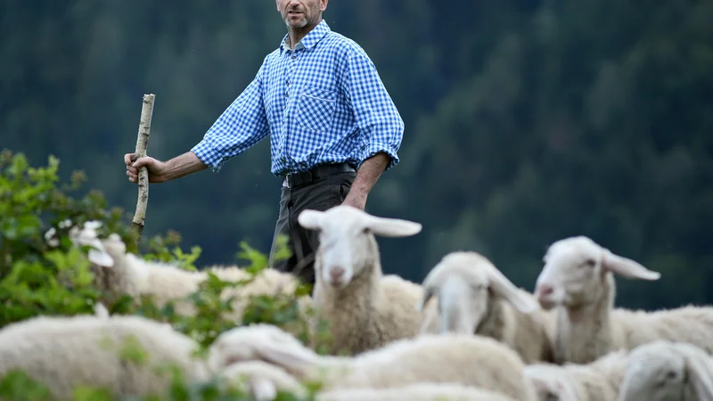 Fotografija: O drobnici bo govor. O ovcah in pastirjih ter o tem, kdo ali kaj smo mi. FOTO: Matej Družnik/Delo
