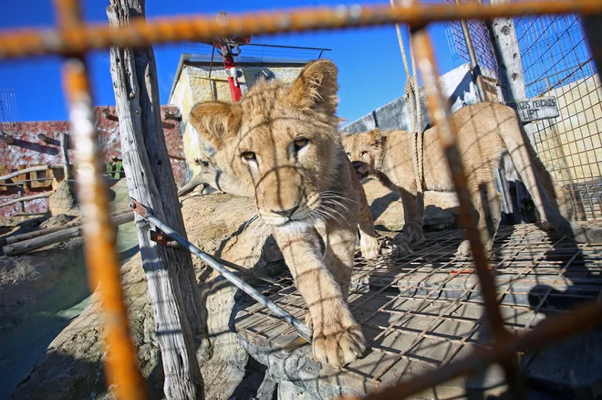 Da bi videli leva, se ni treba odpeljati v ljubljanski živalski vrt. Dva imajo v Mini ZOO Landu v Slovenskih Konjicah, kjer domujejo tudi krokodil, kenguruji, nosati medvedki, alpaka in še številne druge živali. FOTO: Tadej Regent