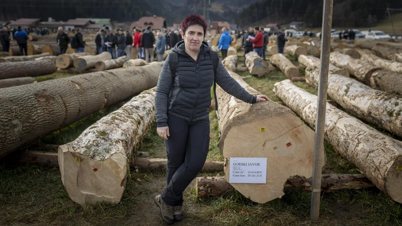 Fotografija: Zmagovalca dražbe je na Koroško pripeljala Helena Jaksetič, zrasel pa je v snežniških gozdovih. FOTO: Voranc Vogel/Delo