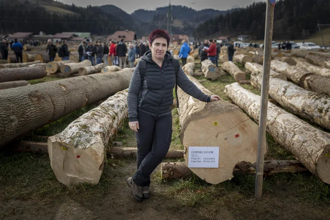 Zmagovalca dražbe je na Koroško pripeljala Helena Jaksetič, zrasel pa je v snežniških gozdovih. FOTO: Voranc Vogel/Delo
