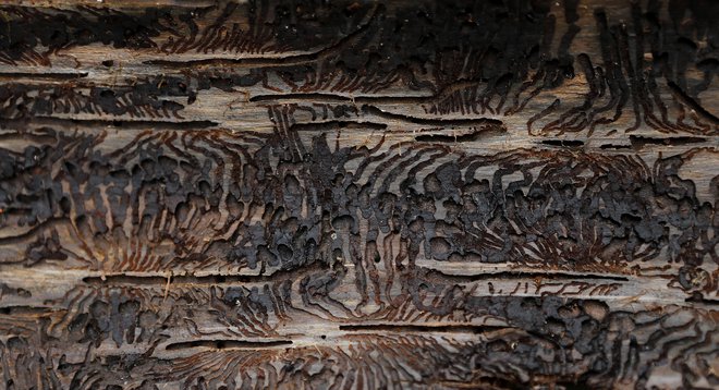 Sečnja smrekovih gozdov v okolici Pernikov zaradu lubadarja. FOTO: Blaž Samec/Delo