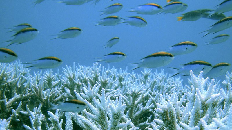 Fotografija: Korale zaradi toplejše in bolj zakisane vode prekinejo simbiotsko življenje z algami, zato nato počasi odmirajo. FOTO: Reuters