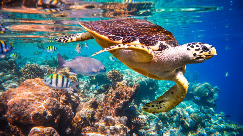 Fotografija: Koralni grebeni bi lahko izumrli že v nekaj desetletjih. Foto Shutterstock