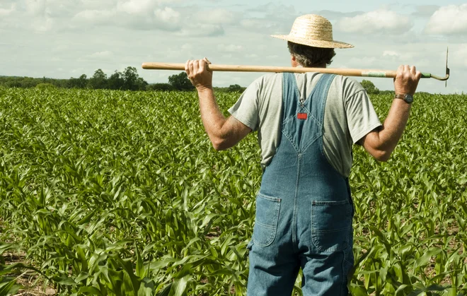 Ker pri gojenju nekaterih kulturnih rastlin brez uporabe pesticidov ne gre, potrebujemo temeljit premislek, katere sodijo na vodovarstvena območja. Foto Shutterstock