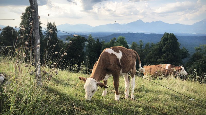 Fotografija: Krave bi se morale seliti tudi po poljih. FOTO: Jure Eržen/Delo