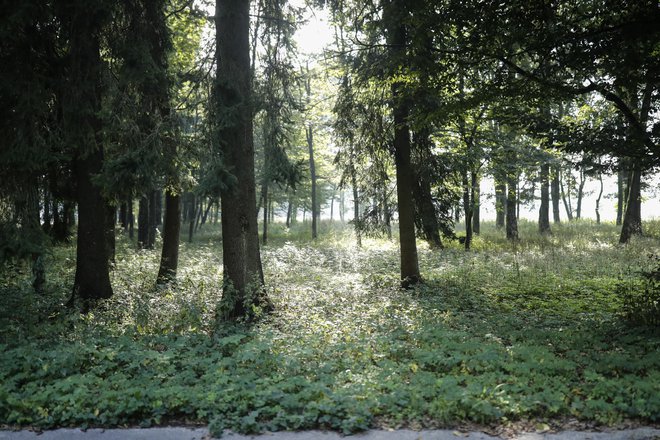 Na ograjenem območju črpališč vodarne Kleče je gozd, takoj za ograjo se začenjajo kmetijske in vrtičkarske površine. FOTO: Uroš Hočevar