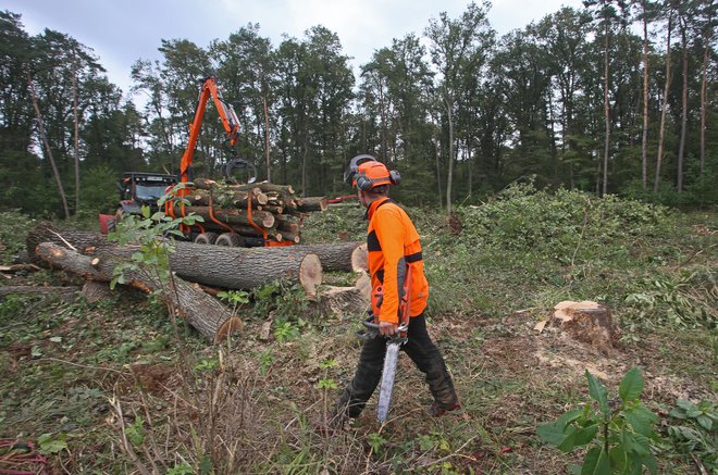 Sečnja dela Rogoškega gozda za nadomestna kmetijska zemljišča, ki jih je vzela postavitev Magne. FOTO: Tadej Regent/Delo