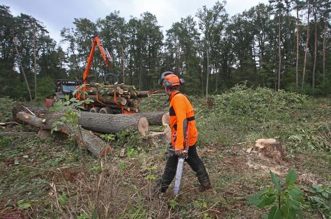 Sečnja dela Rogoškega gozda za nadomestna kmetijska zemljišča, ki jih je vzela postavitev Magne. FOTO: Tadej Regent/Delo