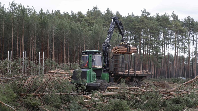 Fotografija: Krčenje gozda za Teslovo gigatovarno pri Berlinu se lahko nadaljuje. FOTO: Odd Andersen/Afp