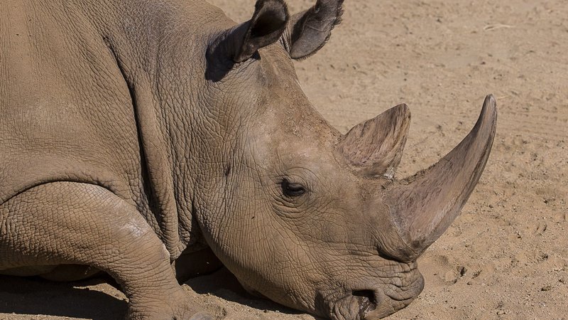 Fotografija: Nekdanji nosorogi so bili podobni današnjim, ko mnogim vrstam grozi izgon iz tega raja. FOTO: Reuters