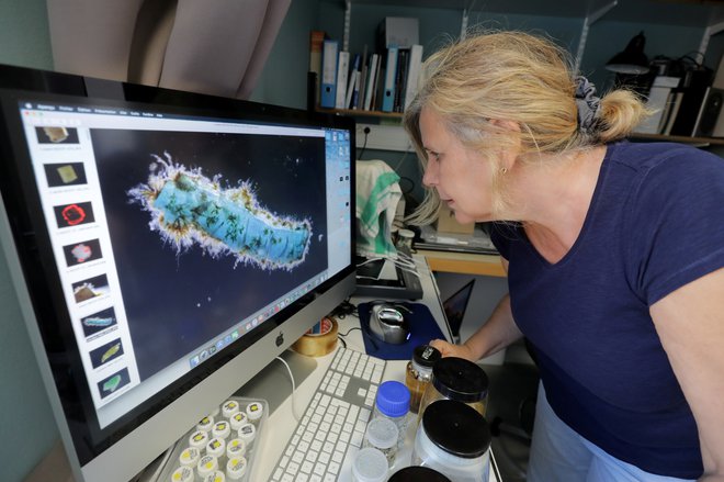 Maria-Luiza Pedrotti se ukvarja z mikroplastiko, ki jo živali že zamenjujejo za plankton. FOTO: Reuters