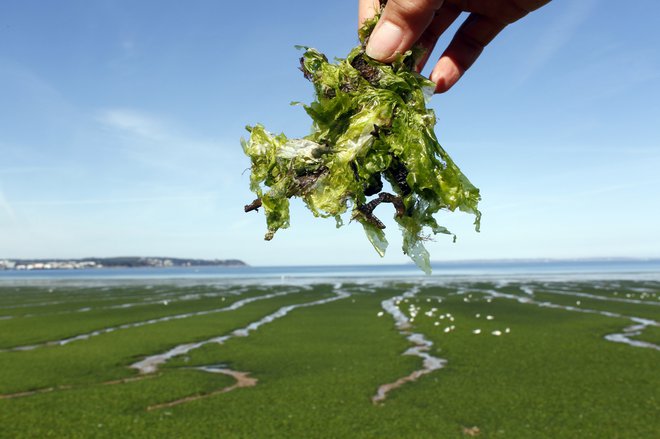 Fitoplankton in alge črpajo ogljikov dioksid in izločajo kisik. FOTO: Reuters