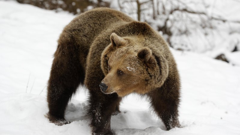 Fotografija: V Društvu za dobrobit živali AniMa so sprejetje zakonskega predloga označili za »poskus legalizacije poboja volkov in medvedov zaradi pritiskov interesnih lobijev«. FOTO: Matej Družnik