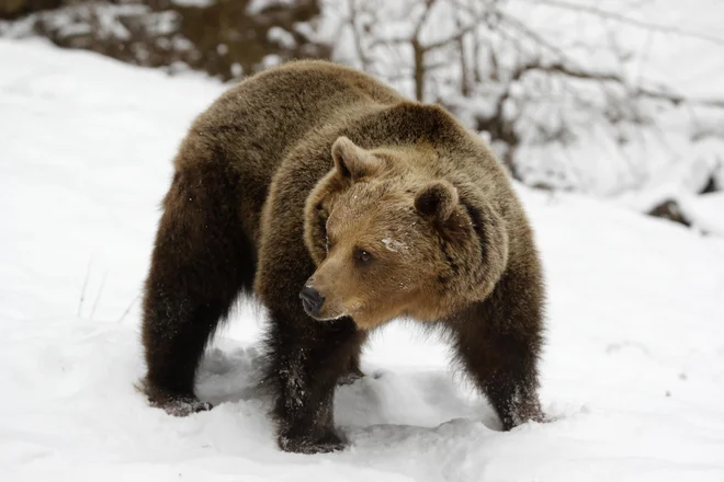 V Društvu za dobrobit živali AniMa so sprejetje zakonskega predloga označili za &raquo;poskus legalizacije poboja volkov in medvedov zaradi pritiskov interesnih lobijev&laquo;. FOTO: Matej Družnik