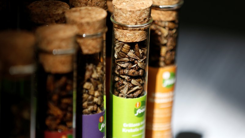 Fotografija: V Sloveniji prodaja žuželk ali proizvodov iz njih za prehrano ljudi ni dovoljena. FOTO: Francois Lenoir/Reuters