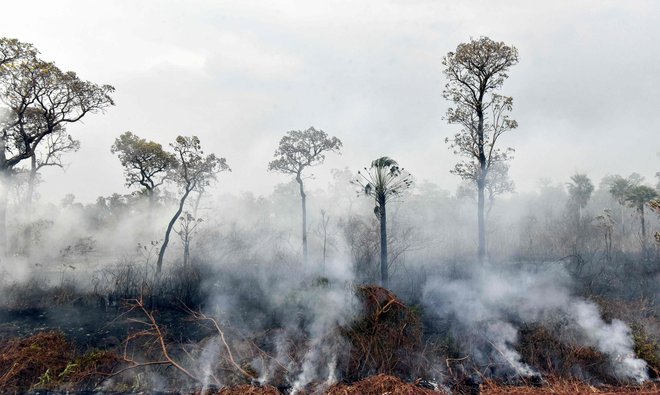 Lani je zgorelo več sto tisoč hektarov amazonskega gozda. Po podatkih, ki jih navaja AI, se je površina zgorelega območja povišala za tretjino. FOTO: Aizar Raldes/AFP