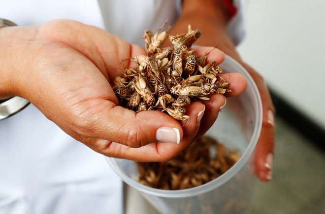 Hrana iz žuželk vsebuje visoko stopnjo beljakovin, vitaminov, vlaknin in mineralov. Znanstveniki v njej vidijo okolju prijaznejšo in cenejšo alternativo ostalim živalskim produktom. FOTO: Francois Lenoir/Reuters