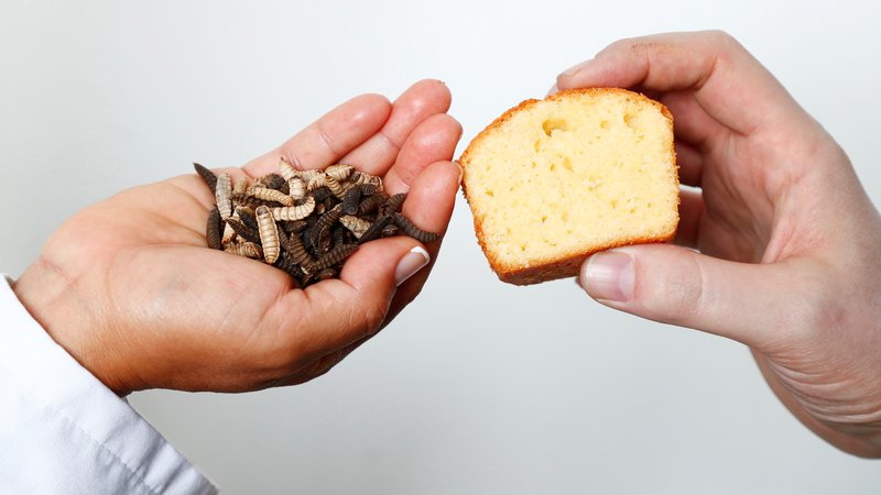 Fotografija: Glede na opažanja znanstvenikov potrošniki ne opazijo razlike, če je četrtina živalskega masla nadomeščena z maslom ličink. Razliko v okusu opazijo, šele ko pride do polovičnega razmerja. FOTO: Francois Lenoir/Reuters