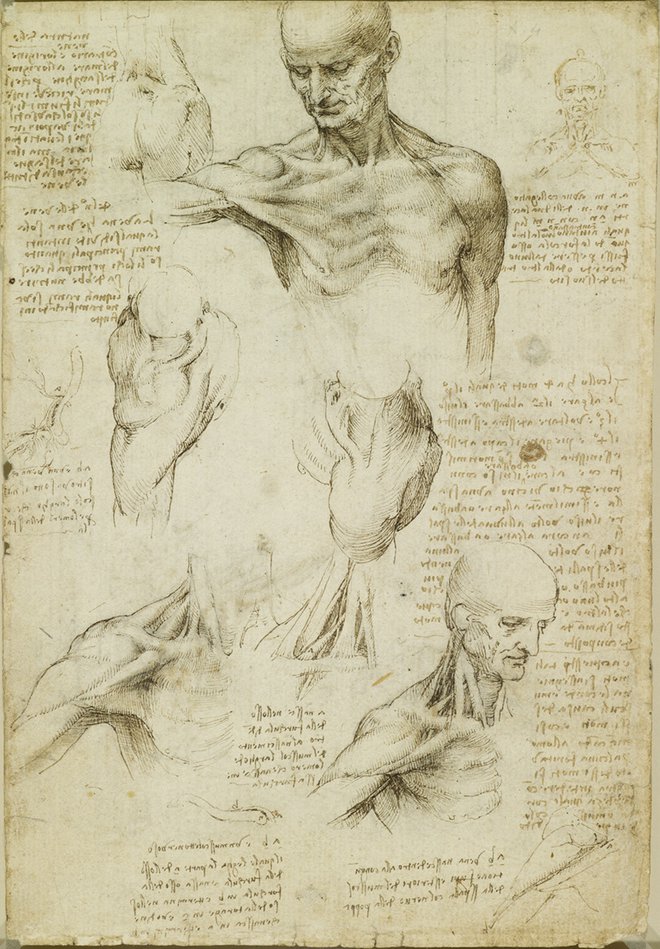 Leonardo da Vinci: Študija anatomije ramena in vratu, 1510-11. FOTO: Royal Collection Trust