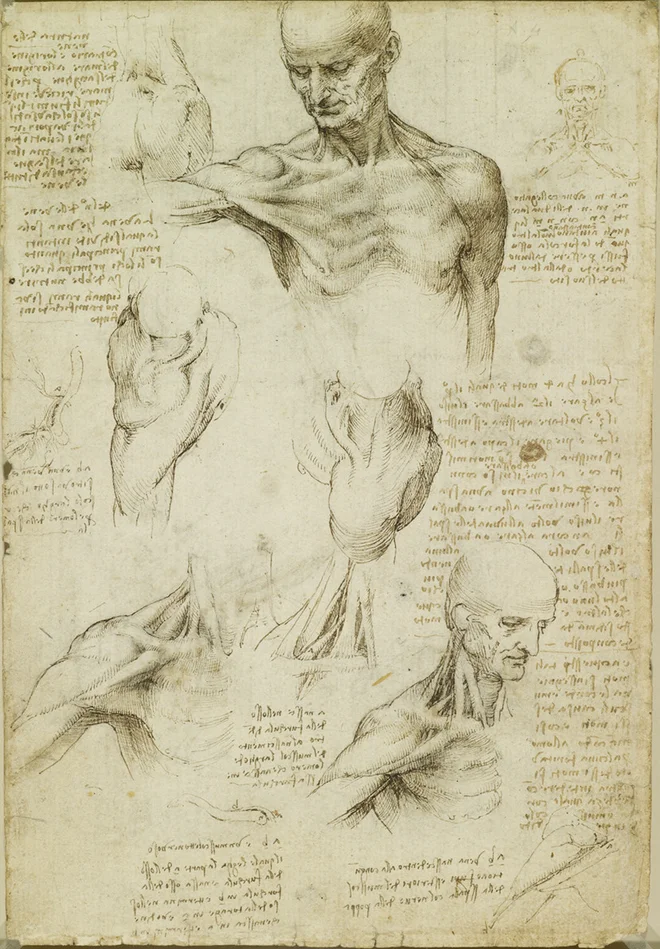 Leonardo da Vinci: Študija anatomije ramena in vratu, 1510-11. FOTO: Royal Collection Trust