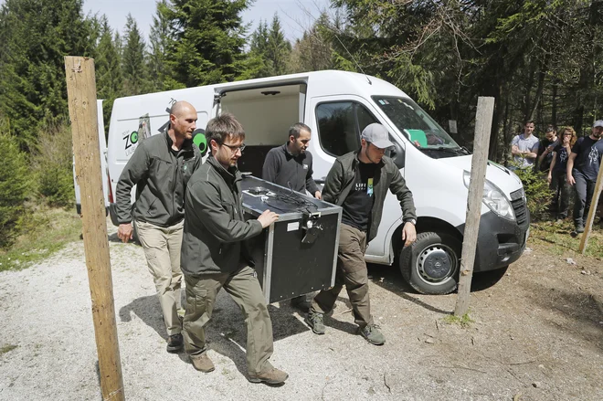 Tričlanska ekipa zavoda za gozdove in ZOO Ljubljana je Goruja v Slovenijo pripeljala s kombijem, ki ga je posodil ljubljanski živalski vrt. FOTO: Leon Vidic