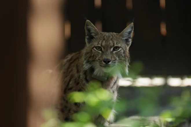 Doru v Romuniji, pred dolgo potjo na Hrvaško. FOTO: Life Lynx