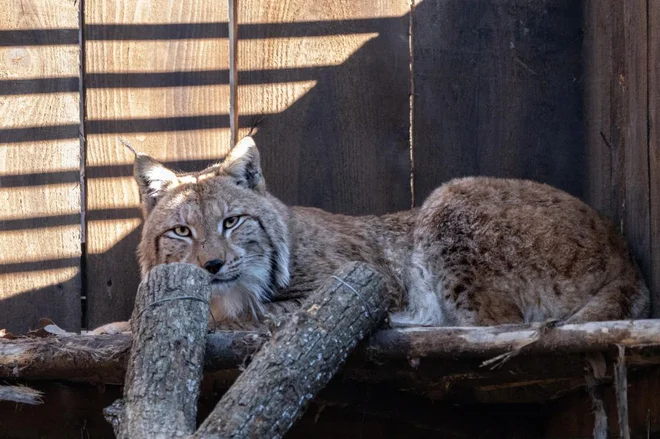 V skoraj sedemletnem projektu Life Lynx do leta 2024 načrtujejo odlov desetih risov v romunskem in desetih v slovaškem delu Karpatov. FOTO: Gabriele Retez