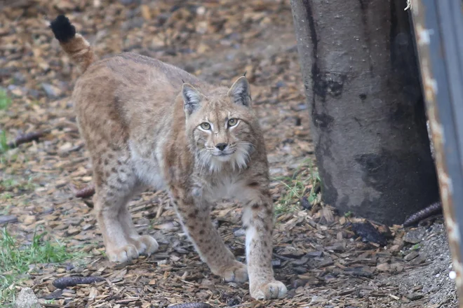 Namen projekta&nbsp;Life Lynx je rešiti populacijo risov v Dinaridih in jugovzhodnih Alpah pred izumrtjem. FOTO: Tomi Lombar/Delo