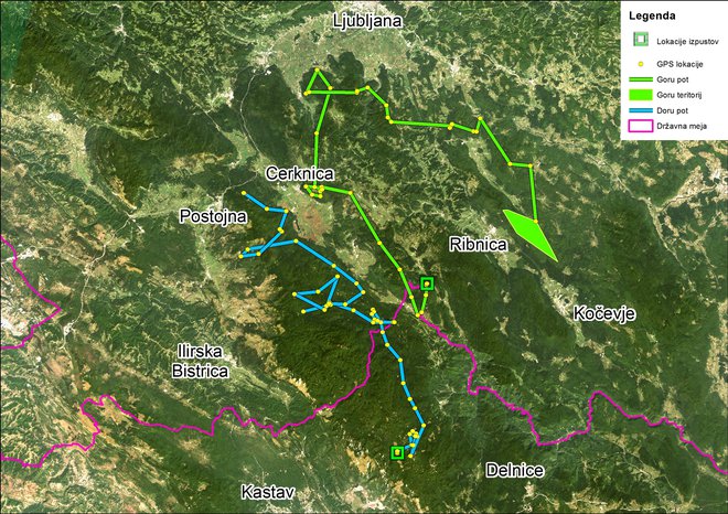 Zemljevid gibanja Goruje (zelena črta) in Doruja (modra črta). Foto Life Lynx