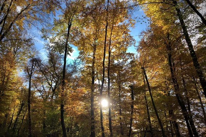 Pri nas se gozdovi širijo, le lesa ne znamo prav uporabiti. FOTO: Jure Eržen/Delo