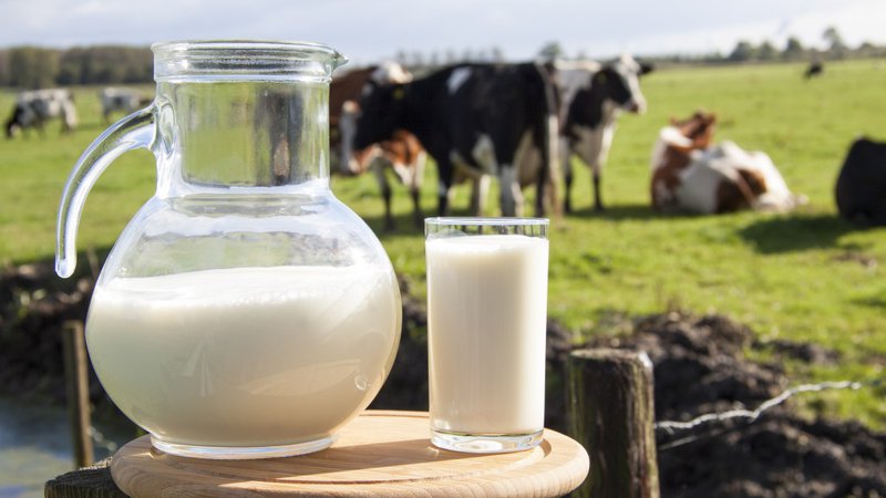 Fotografija: Kmetom izplačilo za mleko 